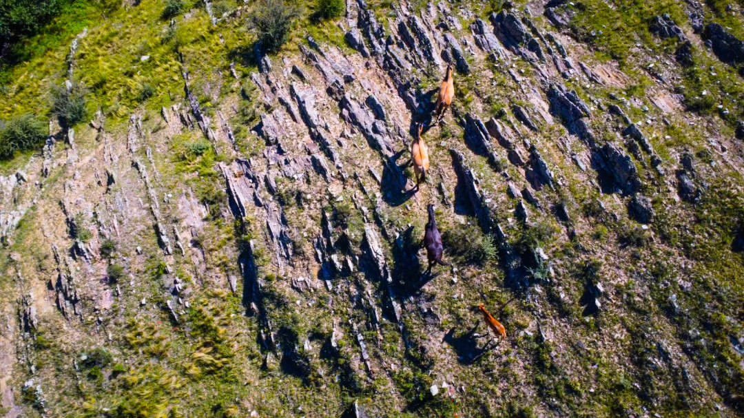 Caballos en la ladera rocosa