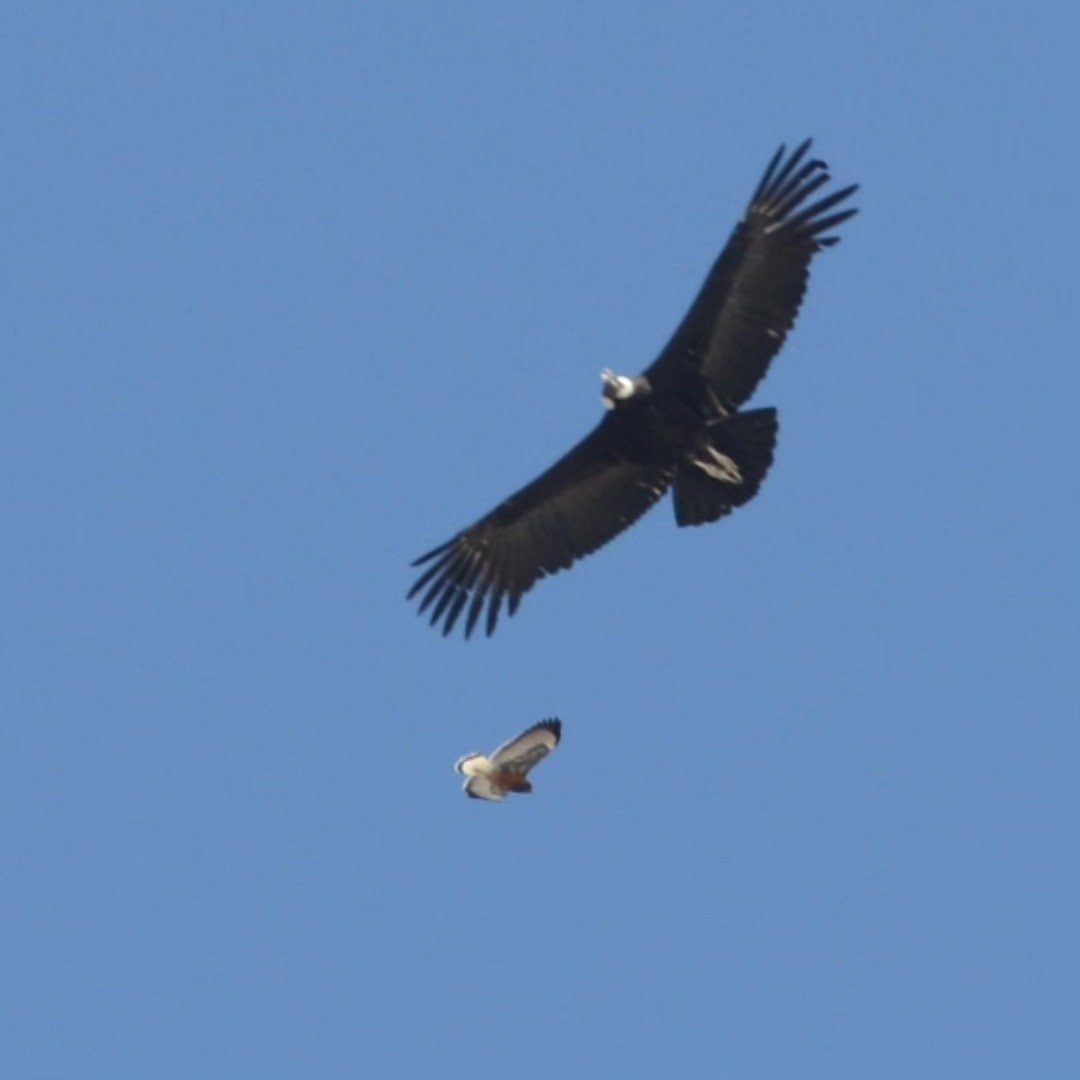 Dos aves en el cielo
