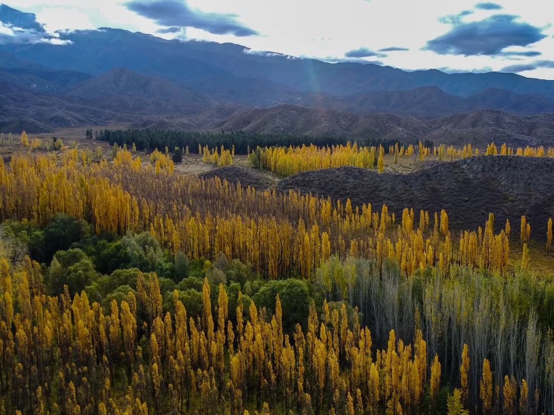 El bosque en otoño