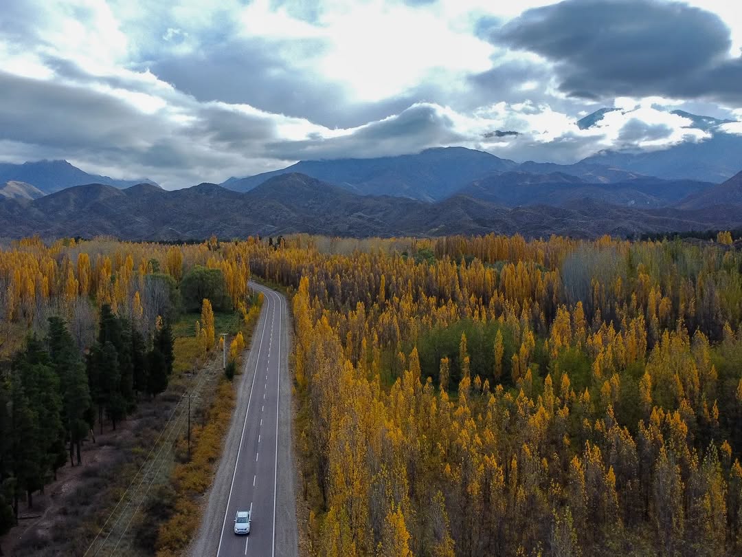 La ruta entre álamos