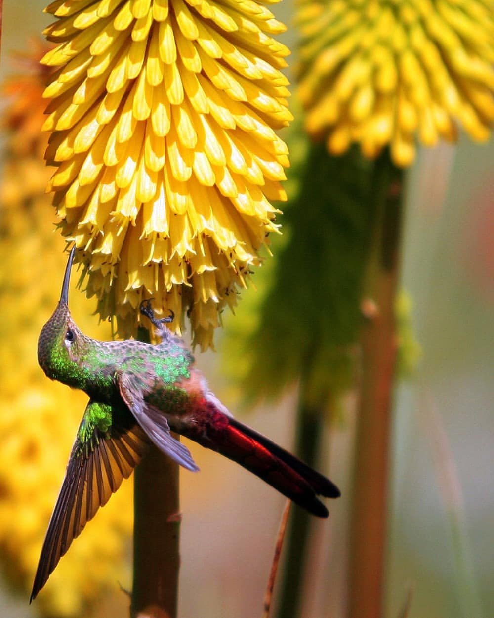 Colibrí en un jardín