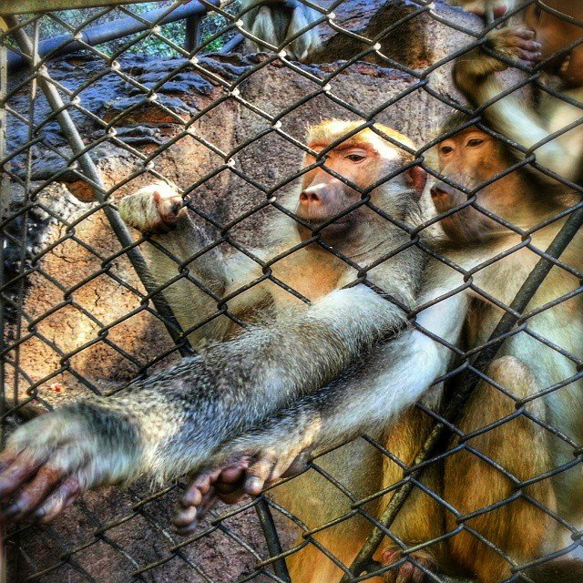 Monos detrás de una reja en un zoológico