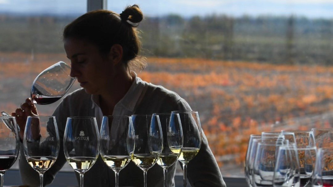 Cata de vinos a contraluz