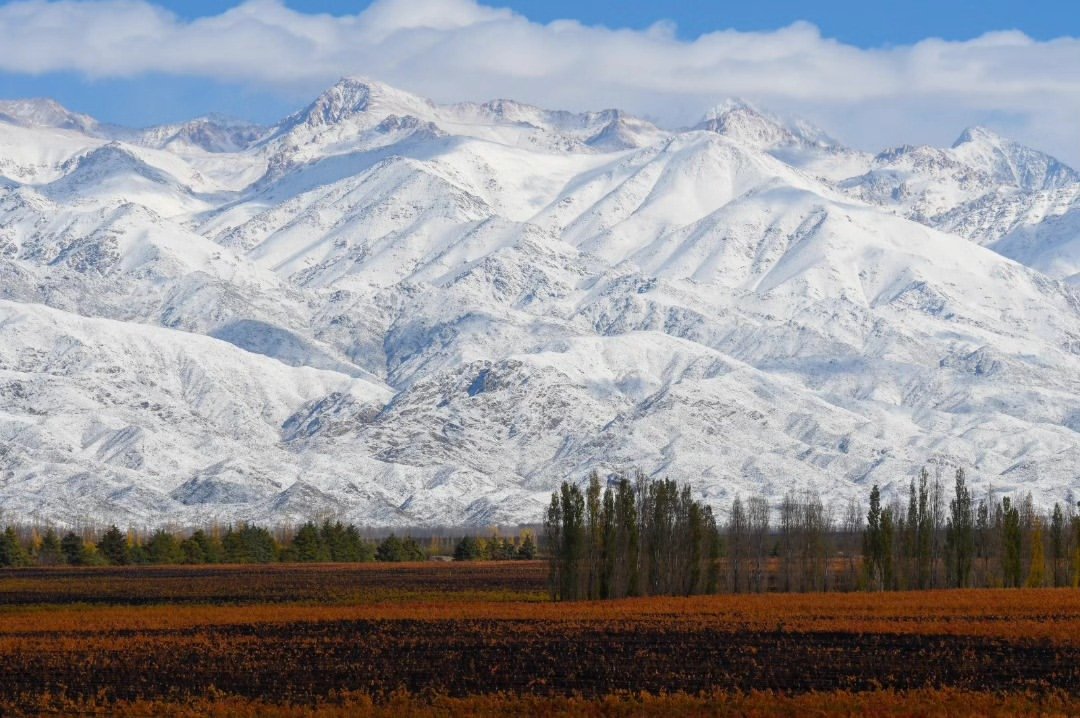 Cordillera nevada sobre viñedos otoñales
