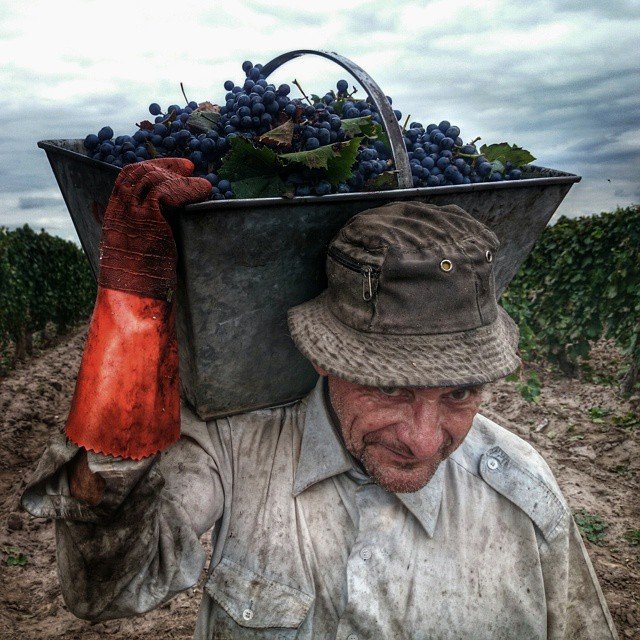 Alberto, cosechador, con el tacho de uvas al hombro